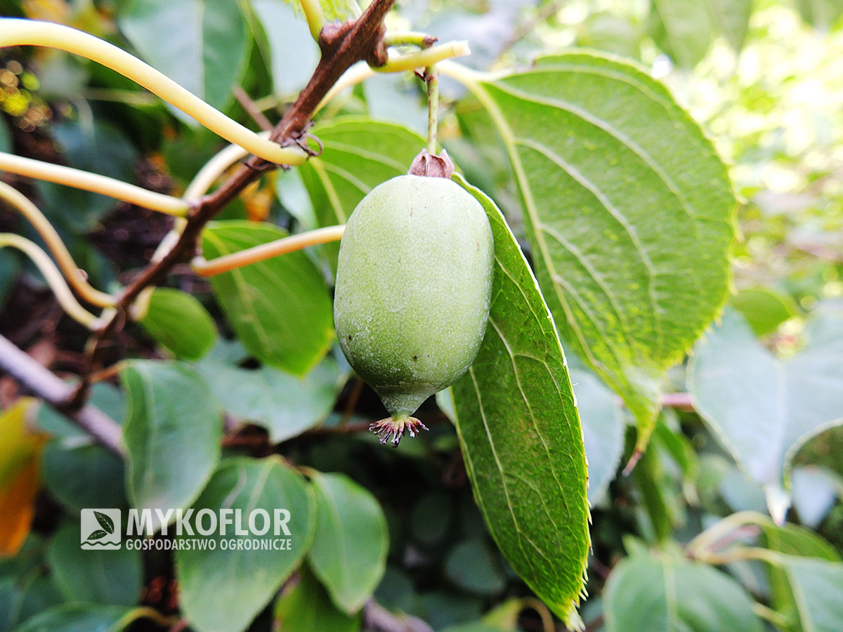 Actinidia arguta Kokuwa – owoc