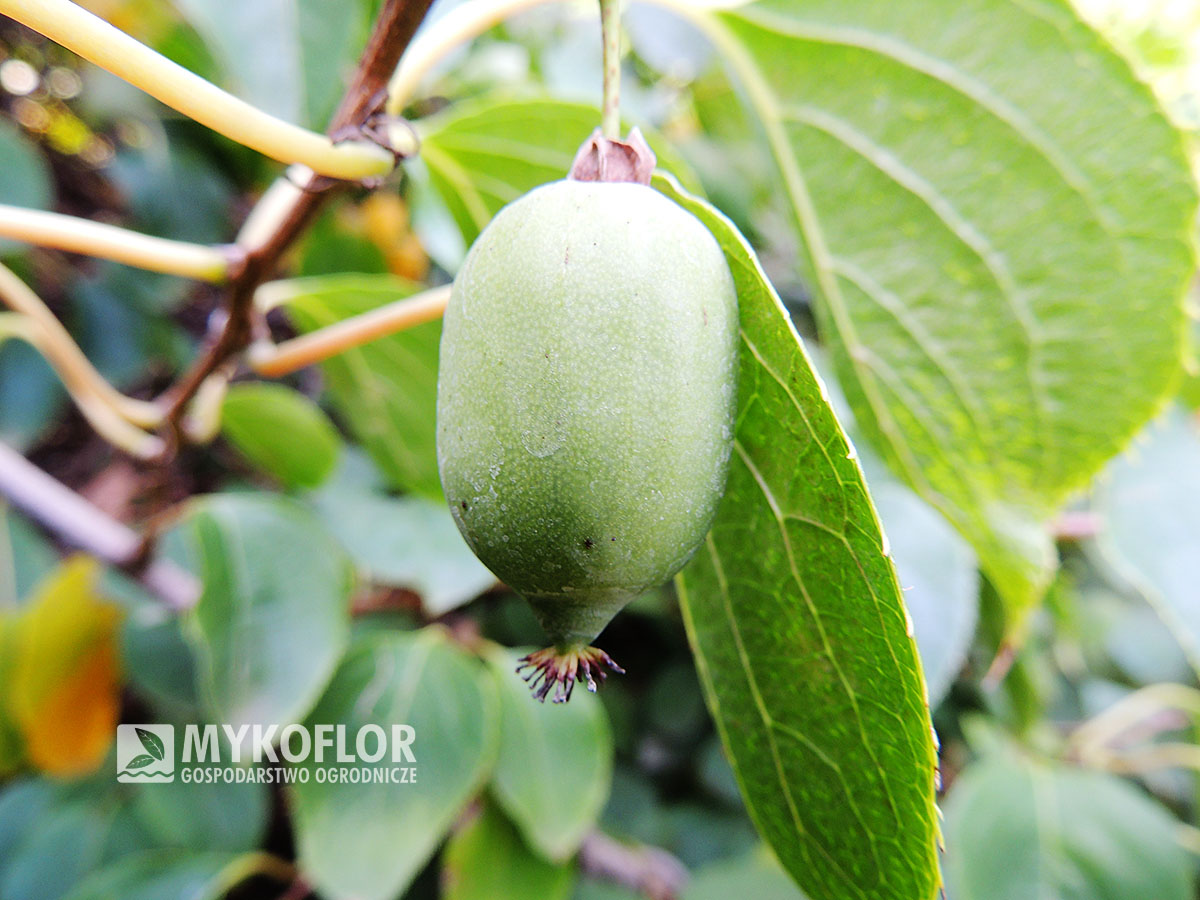 Aktinidia ostrolistna Kokuwa – zbliżenie owocu
