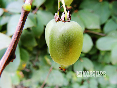 Aktinidia ostrolistna Lublin – zbliżenie owocu