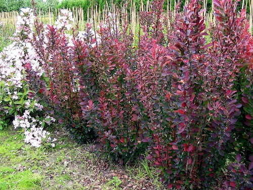 Berberis thunbergii Helmond Pillar