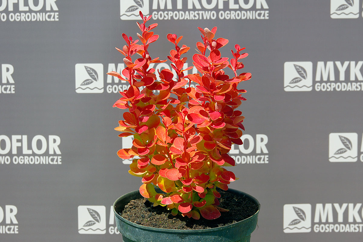 Berberis thunbergii Orange Ice PBR – przykładowa roślina oferowana do sprzedaży