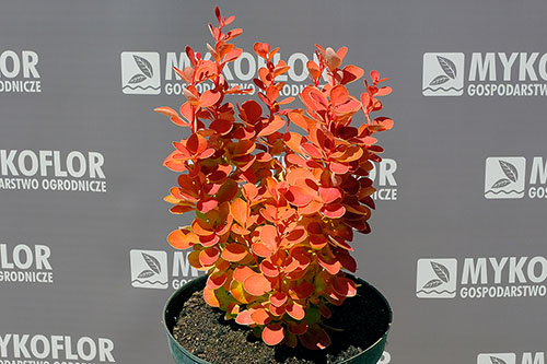 Berberys Thunberga Orange Ice PBR – przykładowa roślina oferowana do sprzedaży