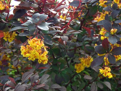 Berberis thunbergii Rose Glow