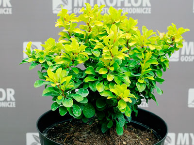 Berberis thunbergii 'Tiny Gold' PBR - przykładowa roślina oferowana do sprzedaży
