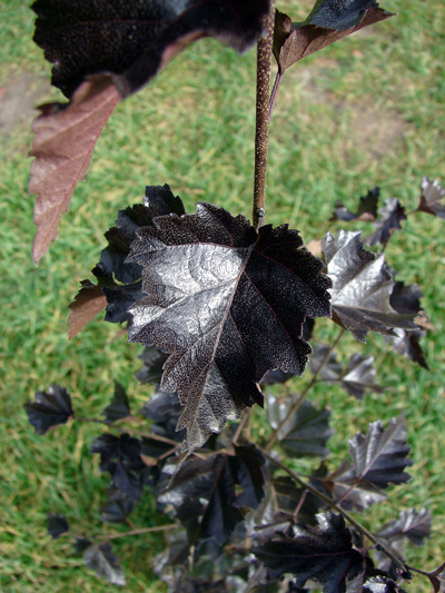 Betula pendula Purpurea