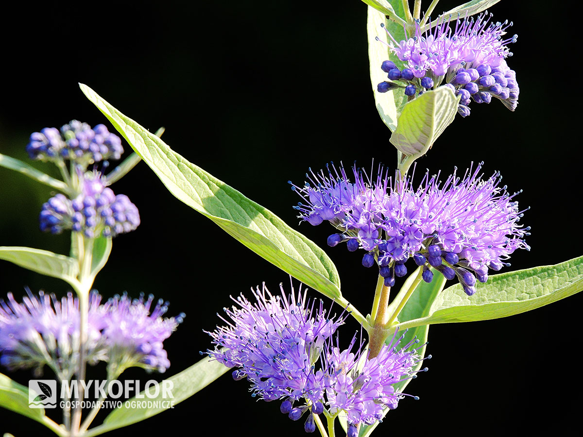 Caryopteris x clandonensis Heavenly Blue – kwiatostan