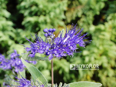 Barbula klandońska Heavenly Blue – zbliżenie kwiatostanu