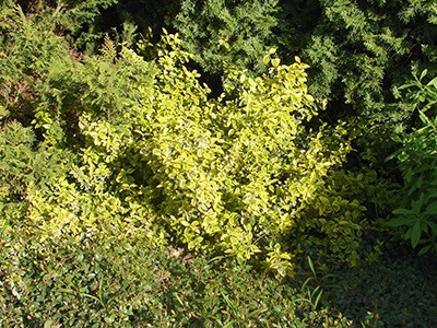 Euonymus fortunei Emerald'n Gold
