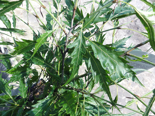 Fagus sylvatica Asplenifolia