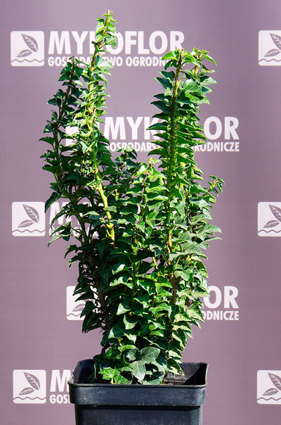 Bluszcz pospolity Erecta – przykładowa roślina oferowana do sprzedaży