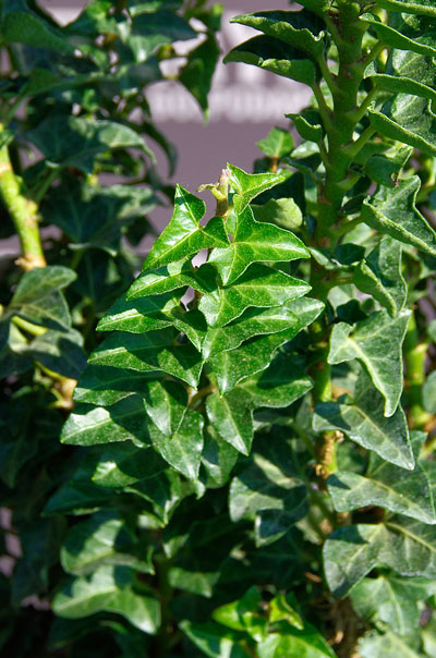 Bluszcz pospolity Erecta – zbliżenie liści