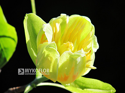 Liriodendron tulipifera Aureomarginatum – kwiat