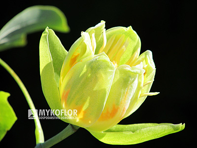 Liriodendron tulipifera Aureomarginatum – kwiat