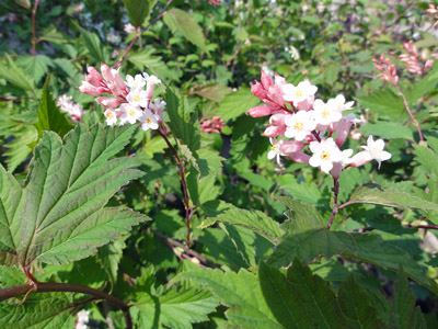 Neillia sinensis