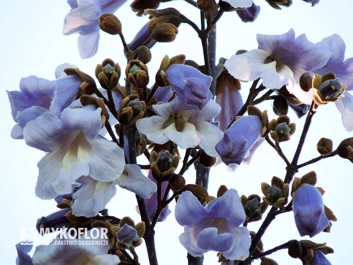 Paulownia tomentosa – kwiatostan