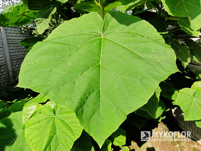 Paulownia tomentosa – zbliżenie liścia