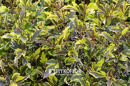 Physocarpus opulifolius Mozaika – zbliżenie liści