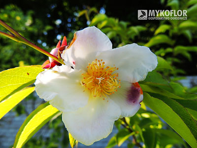 Stewartia sinensis – kwiat