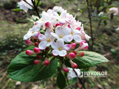 Viburnum x burkwoodii Mohawk – częściowo rozkwitnięty, kulisty kwiatostan