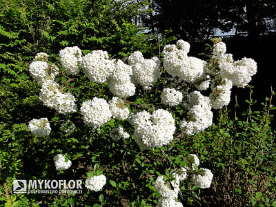 Viburnum Eskimo