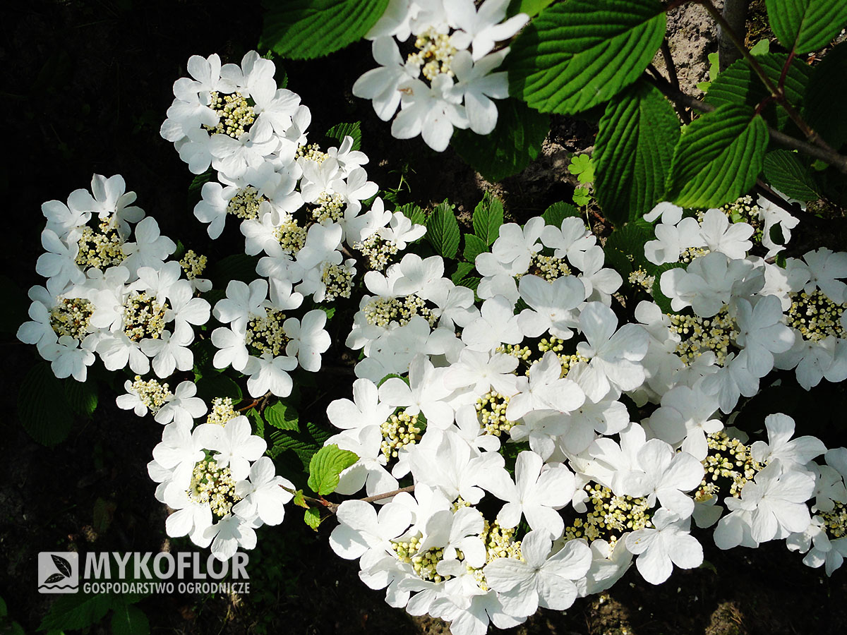 Viburnum plicatum Lanarth – kwiatostany