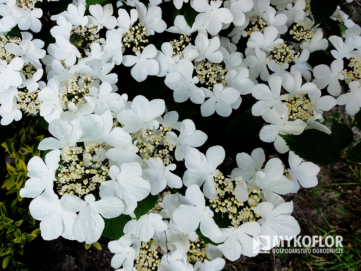 Kalina japońska Lanarth – zbliżenie kwiatostanów