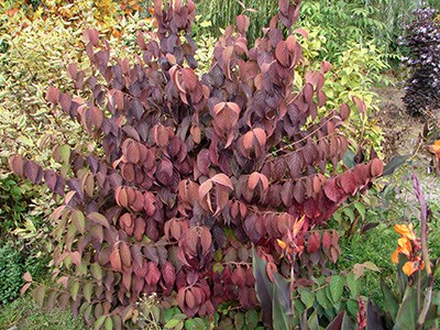 Viburnum plicatum Lanarth