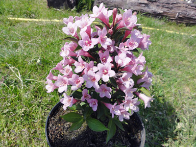 Weigela florida Piccolo