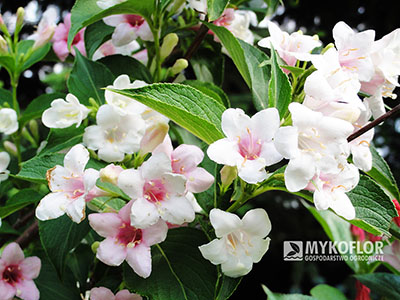 Krzewuszka Micado – kwiaty
