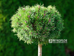 Pinus mugo Kucks Minimops