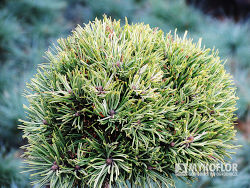 Pinus mugo Milki Way