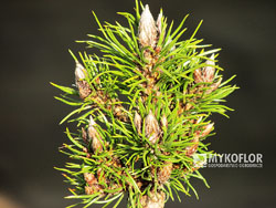 Pinus nigra Pitchounet